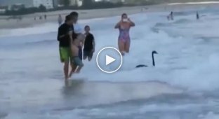 Черные лебеди увлекаются серфингом