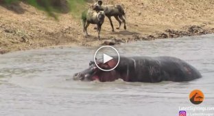 Бегемот утопил антилопу, пытаясь переправить её на другой берег