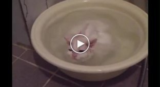 Кот который любит принимать ванную