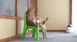 Кот засыпает на стуле