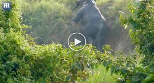 Два сообразительных слона нашли способ выбраться из канавы