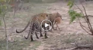 Самка леопарда учит детенышей охотиться