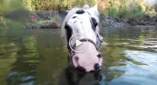 Лошадка забавно пускает воздушные пузыри под водой