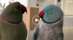 Пара милых попугаев решила пообщаться по-человечески