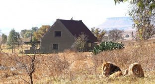 Южноафриканский заповедник сдает дом с 70 львами по соседству (13 фото + 1 видео)