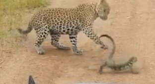 Битва в саванне: молодой леопард против варана (4 фото + 1 видео)