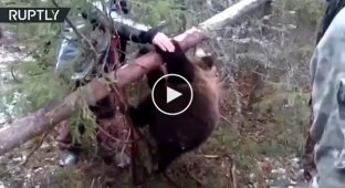 Охотники спасли медвежонка