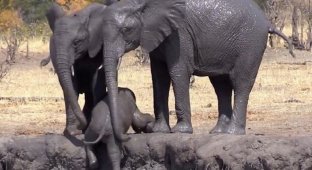 Старшие товарищи помогли слоненку выбраться из грязевой ванны (5 фото + 1 видео)