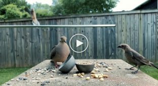 Нешуточная битва птиц и белок за семена