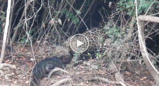 Зрелищное нападение ягуара на каймана