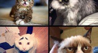 Самые известные коты интернета (6 фото + 1 видео)