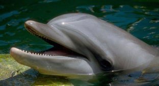 Дельфины и их язык (25 фото)