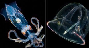 Cветящиеся жители подводных глубин (10 фото)