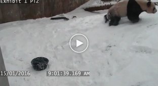 Неуклюжая панда устроила  снежную битву  со своей пустой миской 
