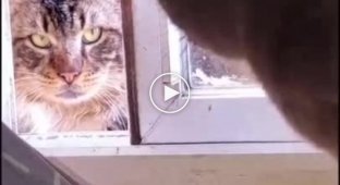 Пушистый дворовый авторитет испепеляет взглядом домашнего кота