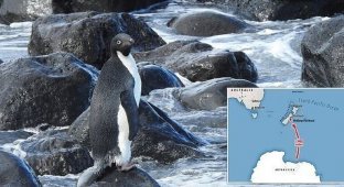 Антарктический пингвин случайно преодолел 3000 км и очутился в Новой Зеландии (6 фото + 1 видео)