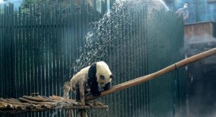 Душ для больших панд в жаркий пекинский день (5 фото)