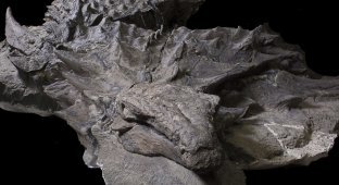 Эта 110-миллионолетняя окаменелость динозавра выглядит как статуя (6 фото)