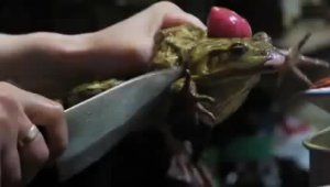 Она ест живую лягушку (жесть)