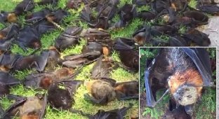 В Австралии из-за жары массово гибнут летучие мыши! (6 фото + 1 видео)