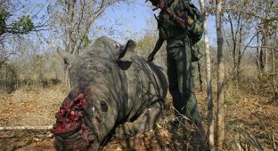 Кровавая война Африки с браконьерством (17 фото)