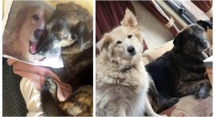 После смерти лучшего друга пес получил его портрет на память (8 фото)