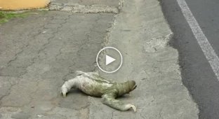 Трехпалый ленивец ползет через дорогу
