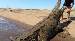 Заклинатель крокодилов из Коста-Рики (7 фото)