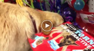 Спасенной собаке дали самостоятельно выбрать свою первую игрушку в зоомагазине