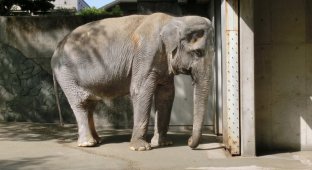 Самая печальная слониха в мире умерла после 60 лет, проведенных в клетке (4 фото + 1 видео)