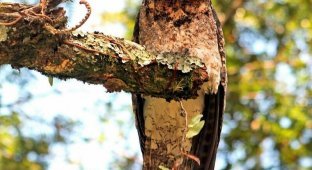 Лесные козодои — самые забавные птицы (12 фото)