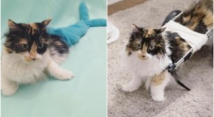 Кошка с парализованными лапами каждый день благодарит хозяйку за спасение (17 фото)