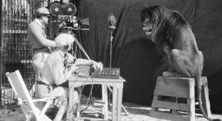 История льва из легендарной заставки Metro-Goldwyn-Mayer (4 фотографии)