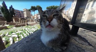 Google-карты сделали котика известным на весь мир (2 фото)
