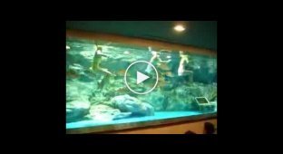 Синхронное плаванье с рыбками в аквариуме