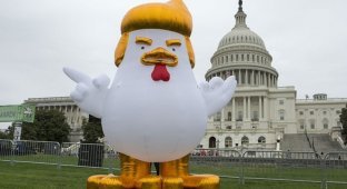 Перед Белым домом появился надувной цыпленок-Трамп (12 фото)