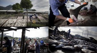 Рынок акульих плавников (11 фото)