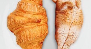 Коты в еде — запредельно забавный проект от российской художницы, который надо видеть (20 фото)