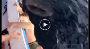 Китовая акула напугала туриста и развеселила его друзей (мат)