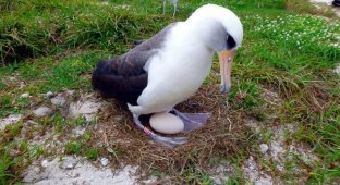 Старейшая самка темноспинного альбатроса вновь отложила яйцо (3 фото)