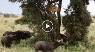Львице пришлось залезть на дерево, чтобы спрятаться от буйволов