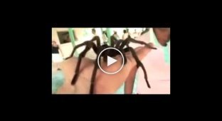 Большой и страшный паук
