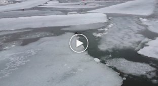 Лисица провалилась под лед и замерзла насмерть всего за 4 минуты
