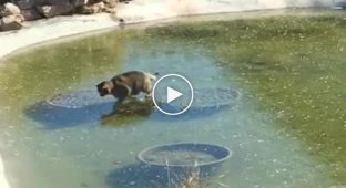 Кот безуспешно пытается поймать рыбу в замерзшем пруду