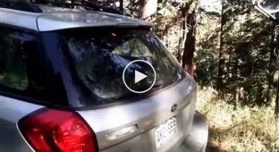 Спасение медвежонка, заблокировавшего себя в автомобиле 