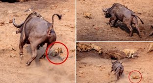 Разъярённый буйвол чуть не раздавил маленького львенка (5 фото)