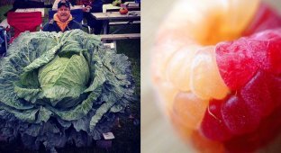 Фруктово-ягодные мутанты, которые удивят даже бывалых (24 фото)