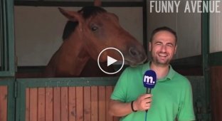 Самый дружелюбный конь не дает журналисту вести репортаж о лошадях 