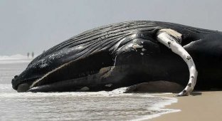 Убивший 800 дельфинов вирус начал уничтожать китов (5 фото)