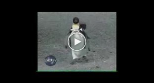 Пингвинчик путешествует по городу